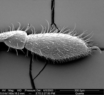 Media type: image;   Invertebrate Zoology 134639